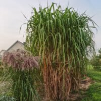 Miscanthus x gigantheus