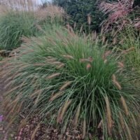 Pennisetum alopecuroides ‘Japonicum’