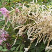 Aruncus dioicus ‘Kneifii’