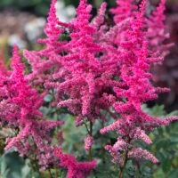 Astilbe ‘Granat’