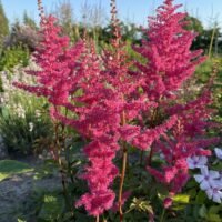 Astilbe ‘Granat’