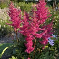 Astilbe ‘Granat’