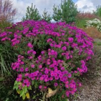 Aster ‘Gulliver’