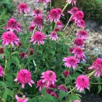 Echinacea ‘Razzmatazz’