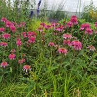 Echinacea ‘Razzmatazz’