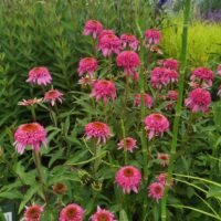 Echinacea ‘Razzmatazz’