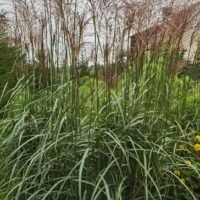 Miscanthus sinensis ‘Prof Richard Hansen’