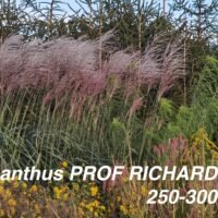 Miscanthus sinensis ‘Prof Richard Hansen’