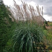 Miscanthus sinensis ‘Prof Richard Hansen’