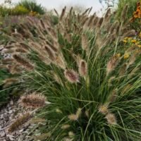 Pennisetum alopecuroides ‘Hameln’