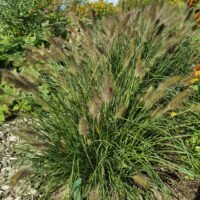 Pennisetum alopecuroides ‘Hameln’