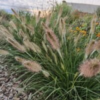 Pennisetum alopecuroides ‘Hameln’