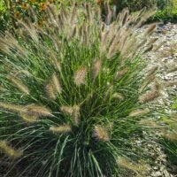 Pennisetum alopecuroides ‘Hameln’