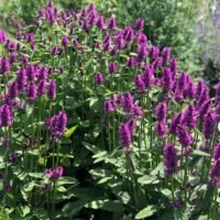 Stachys ‘Hummelo’