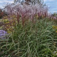 Miscanthus sinensis ‘Rotfeder’