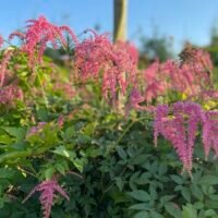 Astilbe ‘Straussenfeder’