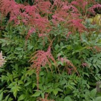 Astilbe ‘Straussenfeder’