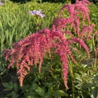 Astilbe ‘Straussenfeder’