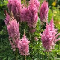 Astilbe ‘Gloria’