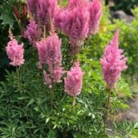 Astilbe ‘Gloria’