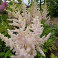 Astilbe ‘Milk and Honey’