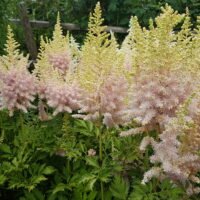Astilbe ‘Milk and Honey’