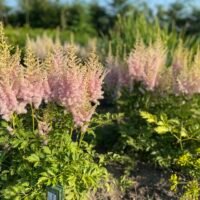 Astilbe ‘Milk and Honey’