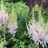 Astilbe ‘Milk and Honey’