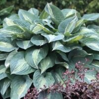 Hosta ‘Kiwi Full Monty’