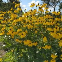 Rudbeckia nitida ‘Herbstonne’