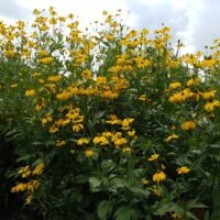 Rudbeckia nitida ‘Herbstonne’