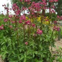 Astrantia ‘Star of Beauty’