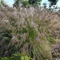 Deschampsia caespitosa