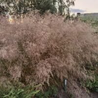 Deschampsia caespitosa