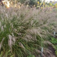 Deschampsia caespitosa