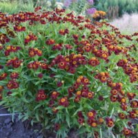 Helenium ‘Ruby Tuesday’