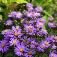 Aster amellus ‘Mira’