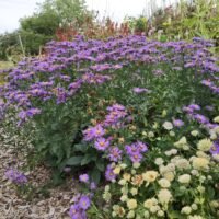 Aster amellus ‘Mira’