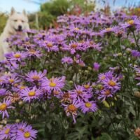 Aster amellus ‘Mira’