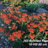 Achillea ‘Paprika’