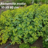 AlchemIlla mollis