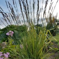 Molinia caerulea ‘Carmarthen’