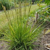 Molinia caerulea ‘Carmarthen’