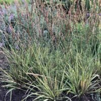 Molinia caerulea ‘Carmarthen’