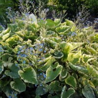 Brunnera macrophylla ‘Hadspen Cream’