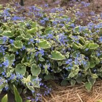 Brunnera macrophylla ‘Hadspen Cream’