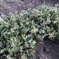 Brunnera macrophylla ‘Hadspen Cream’