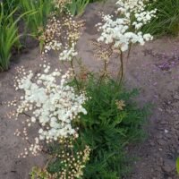 Filipendula vulgaris ‘Flore Pleno’