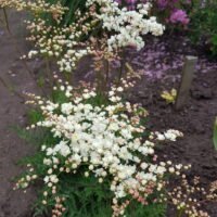 Filipendula vulgaris ‘Flore Pleno’