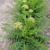 Filipendula vulgaris ‘Flore Pleno’